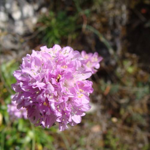 pink-purple flowers with yellow stamens and green leaves
