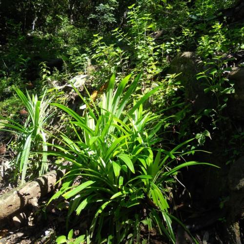 lush-green foliage with a brown bark