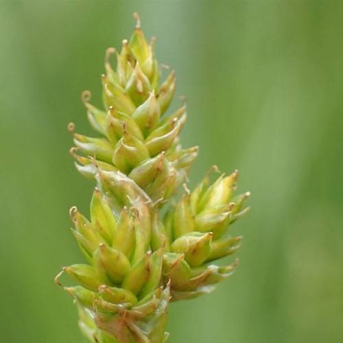lime-pink spikelet