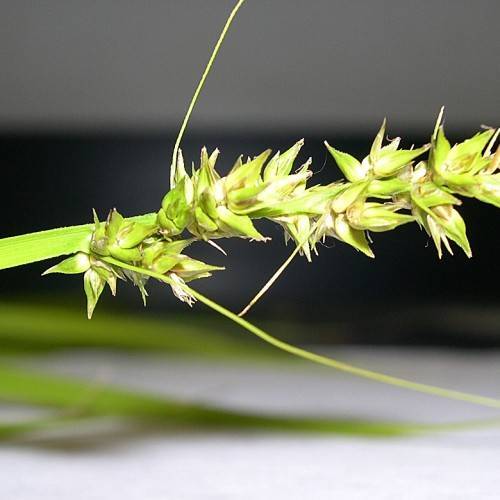 lime spikelet with lime foliage
