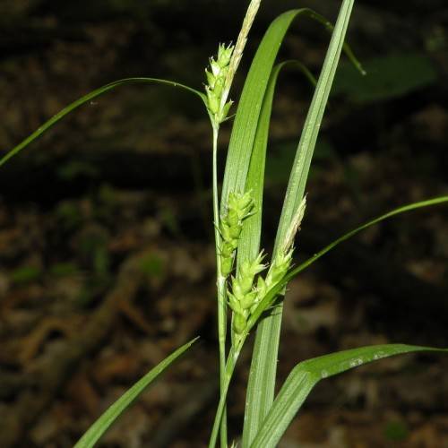 lime-green spikelets, foliage with green stems