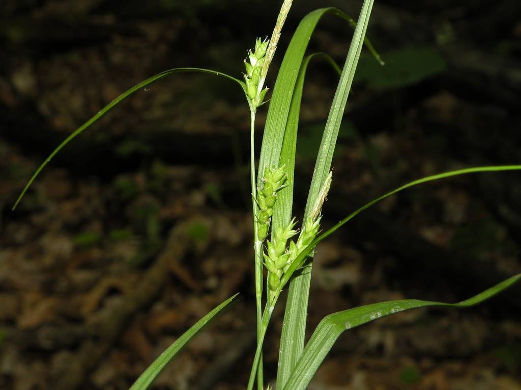 lime-green spikelets, foliage with green stems