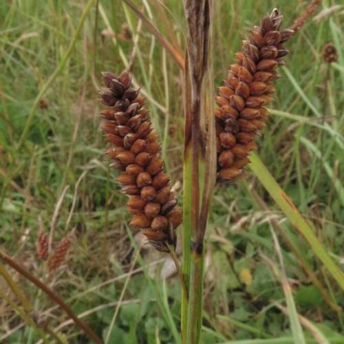 brown-orange cones with green-brown foliage and stems