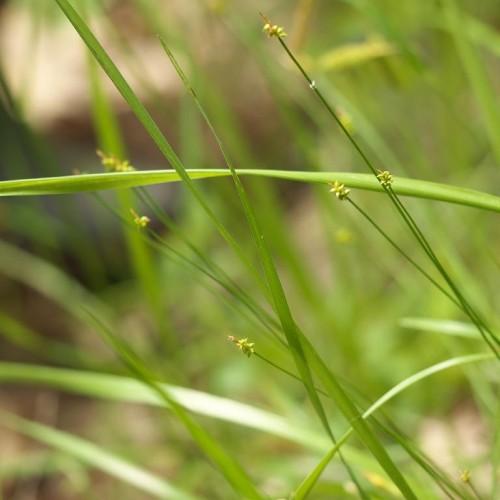 yellow-lime flowers with lime foliage and stems