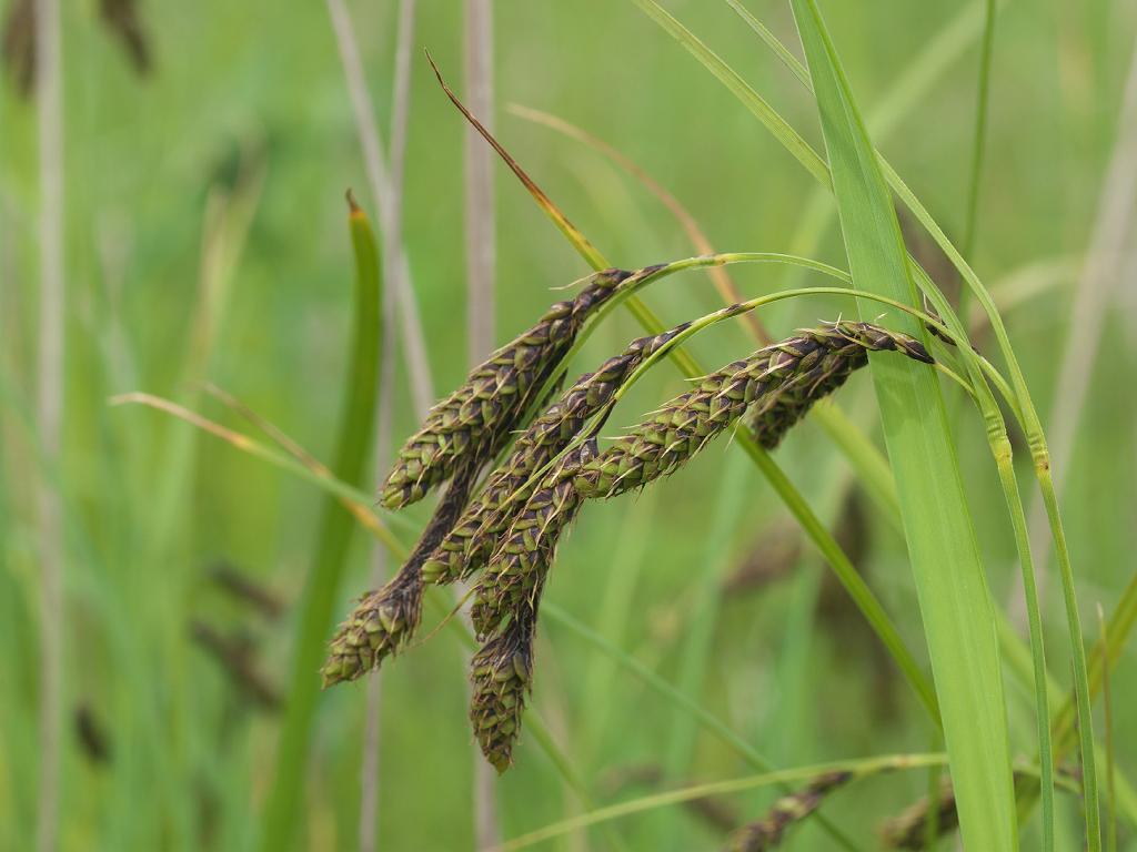 brown-lime spikelets with lime leaves and stems