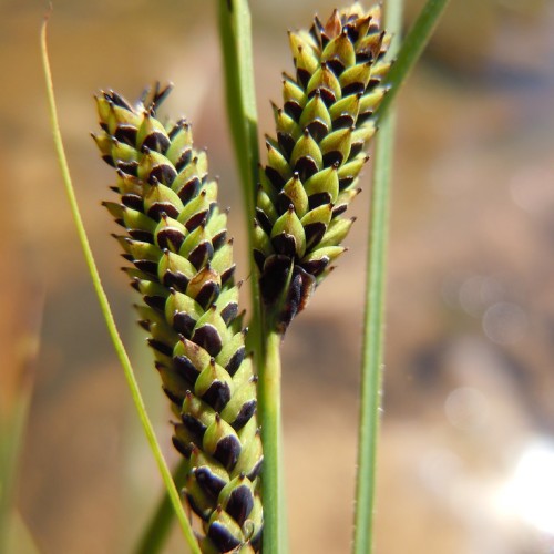Lime-black spikelet and green stem.