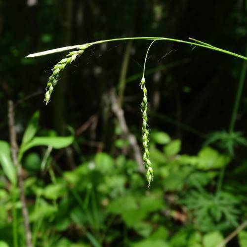 lime spikelets with lime stems