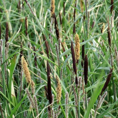 yellow-brown flowers with green foliage