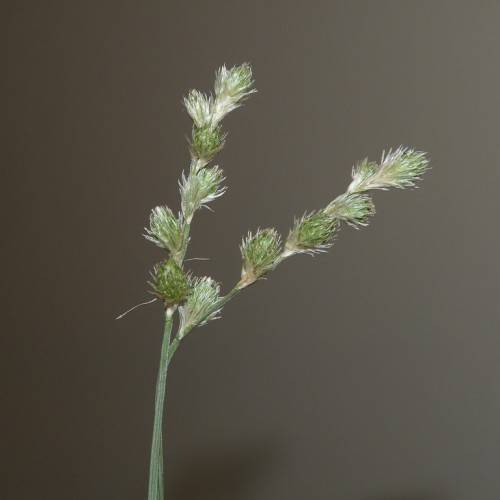 dull-green flowers with stems
