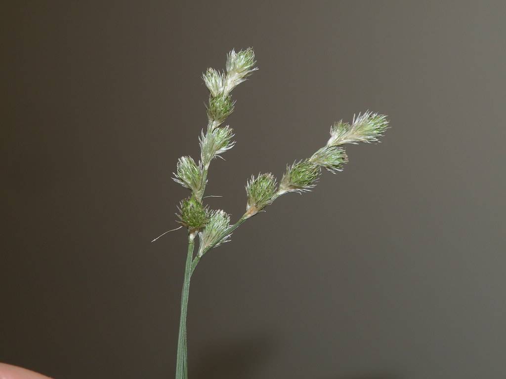 dull-green flowers with stems