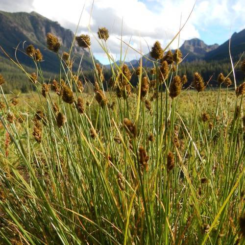brown spikelets, yellow-green foliage and stems