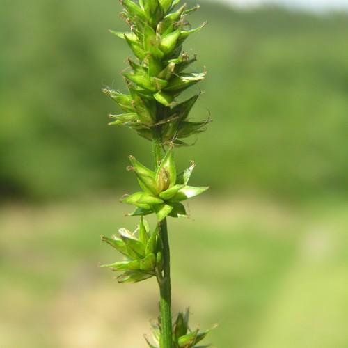 lime-brown spikelets and stem