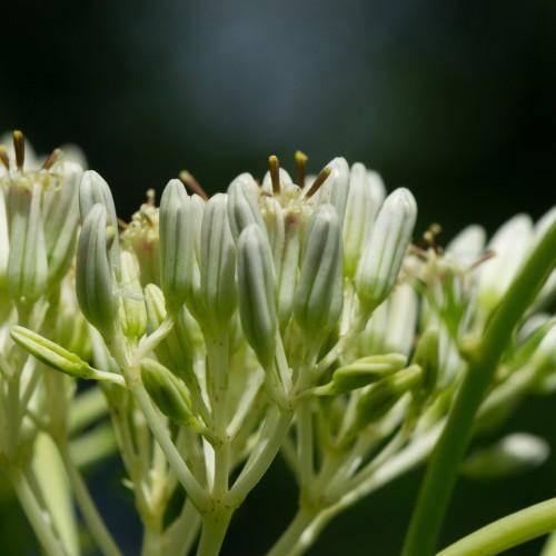 Green stem branches, yellow-white flower buds on white-green stalks and green leaves.