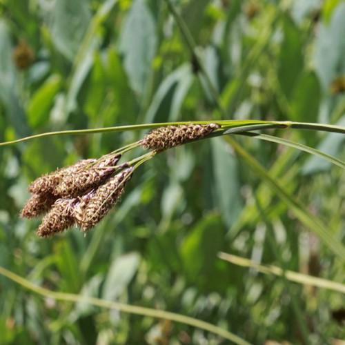 brown-beige spikelets with green foliage and stems
