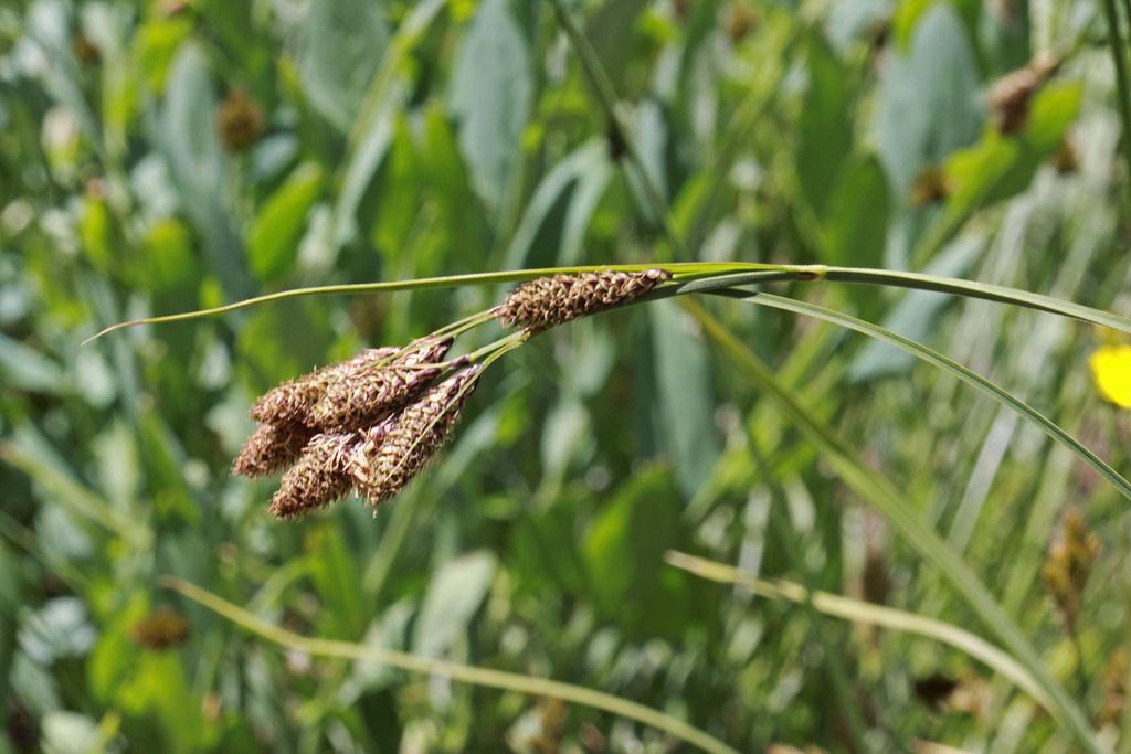 brown-beige spikelets with green foliage and stems