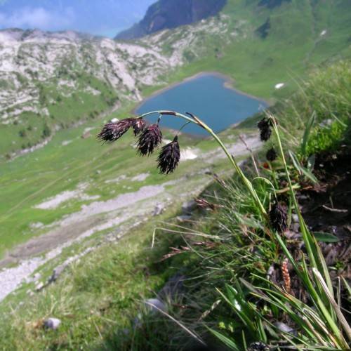 purple-black spikelets with green leaves and stems