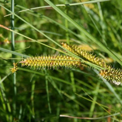 lime spikelets with green stems