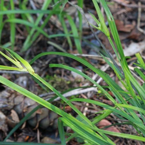 yellow-green foliage with stems