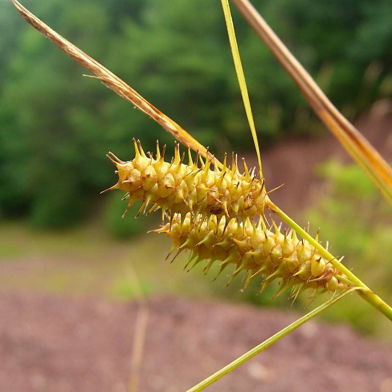 lime spikelets with brown-lime stems