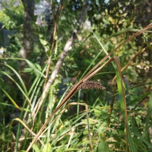 brown spikelet with green-brown foliage