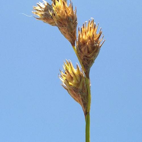 yellow-brown spikelets on lime-yellow stem