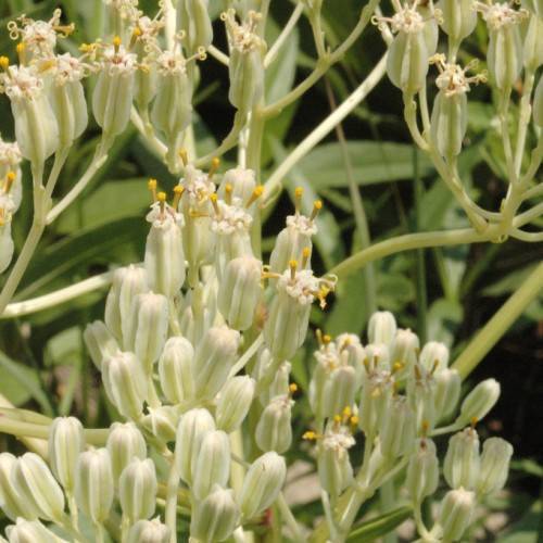 off-white flowers with yellow stamens, green leaves and light-green stems