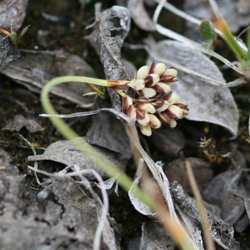 brown-beige fruits, grey leaves and light-green stems
