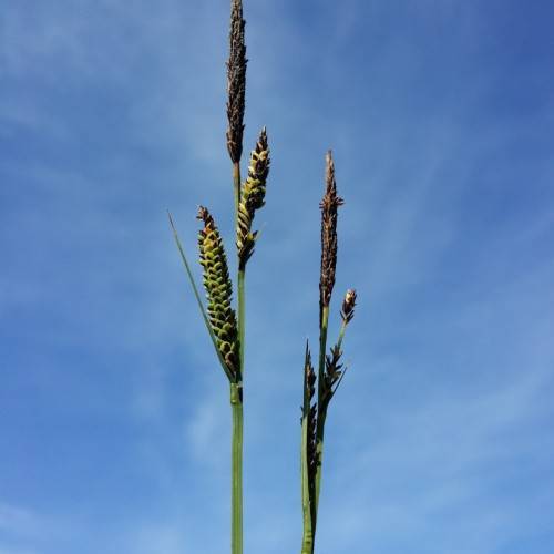 lime-brown spikelets with lime foliage