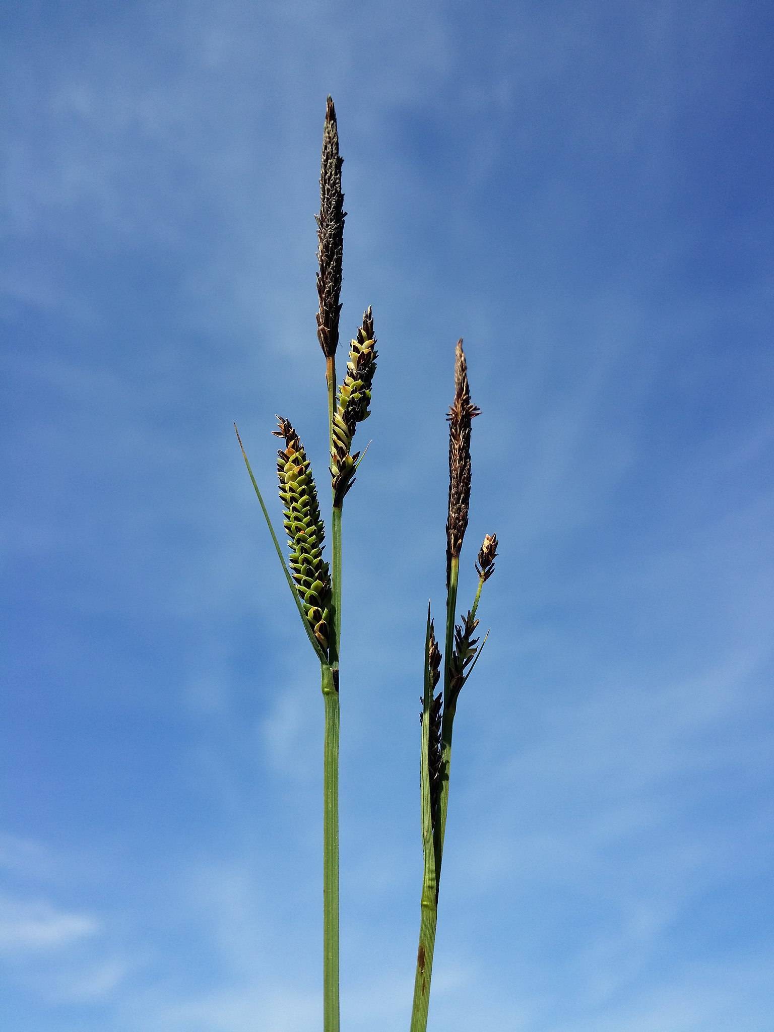 lime-brown spikelets with lime foliage