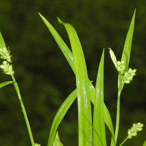 light-green fruits, green leaves and stems