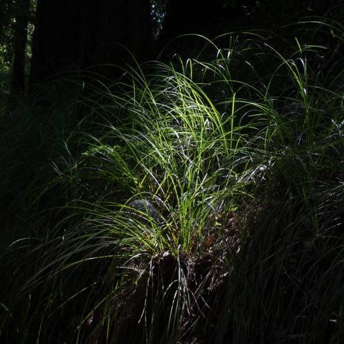 yellow-green foliage