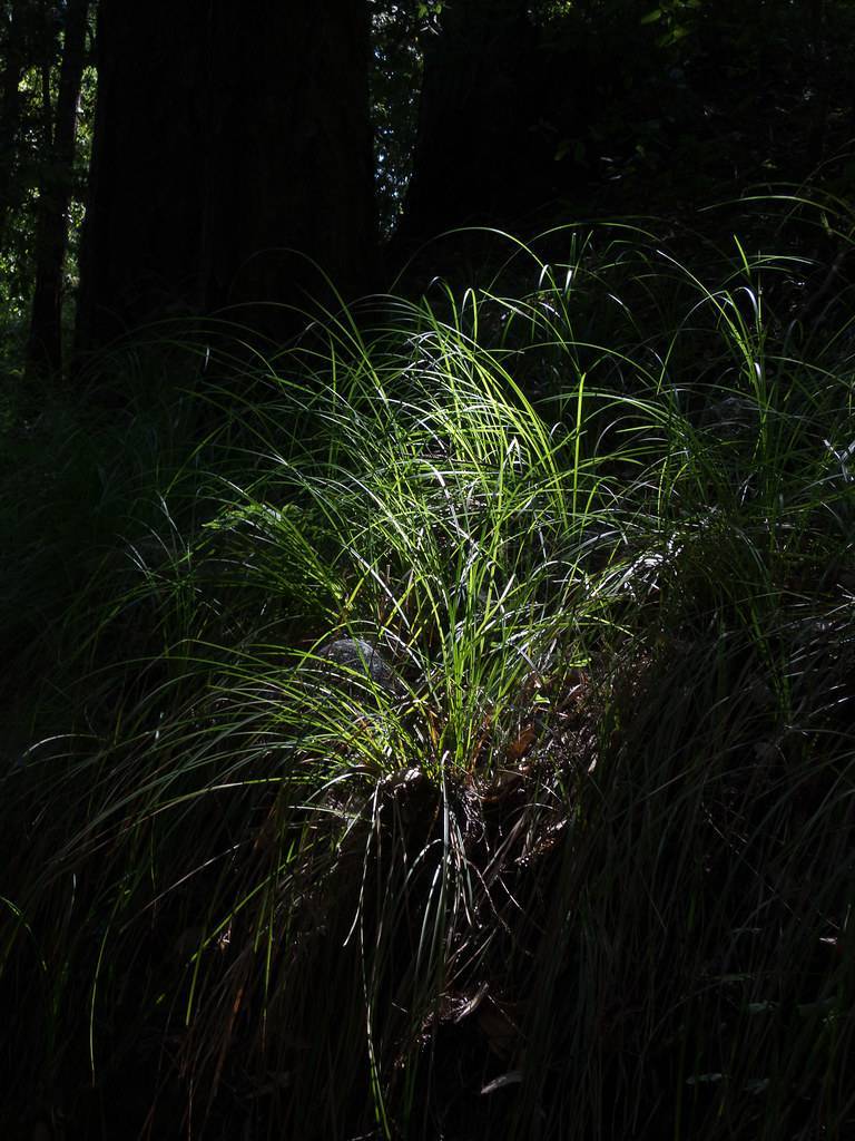 yellow-green foliage