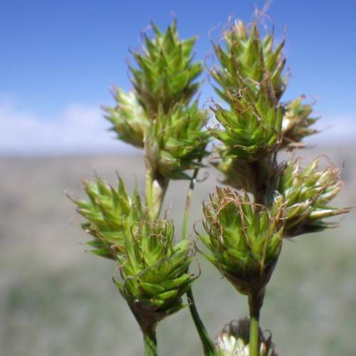 lime-brown spikelets with lime foliage and stems
