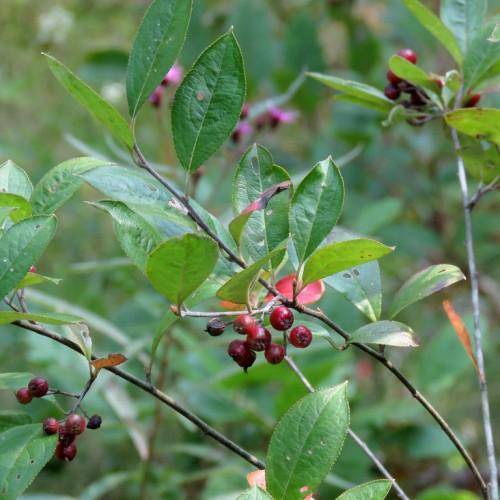 Green-graystems with green leaves and of dark red berries.