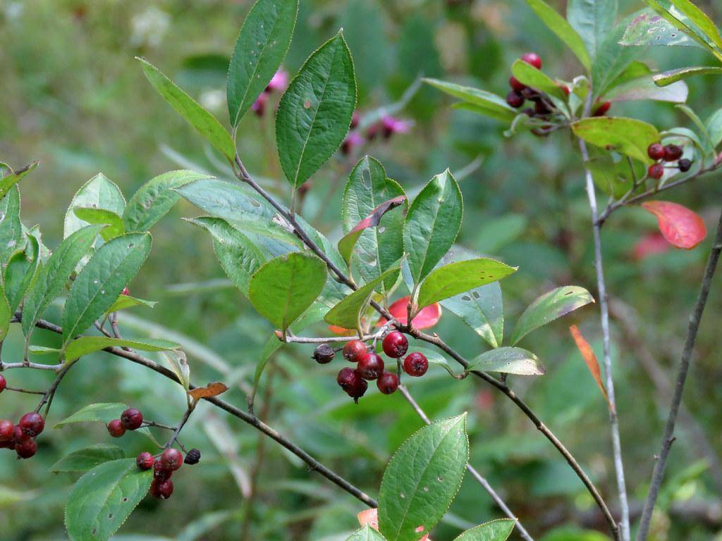 Green-graystems with green leaves and of dark red berries.