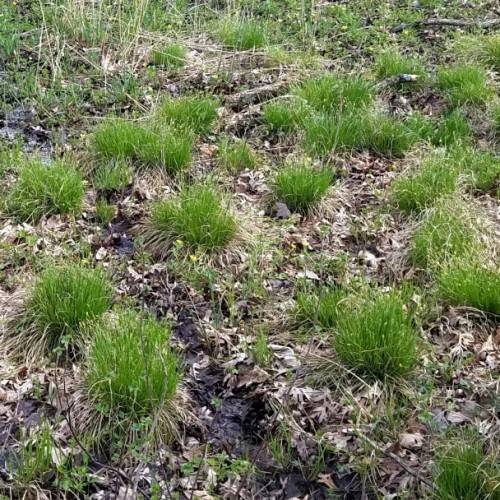 green-beige foliage