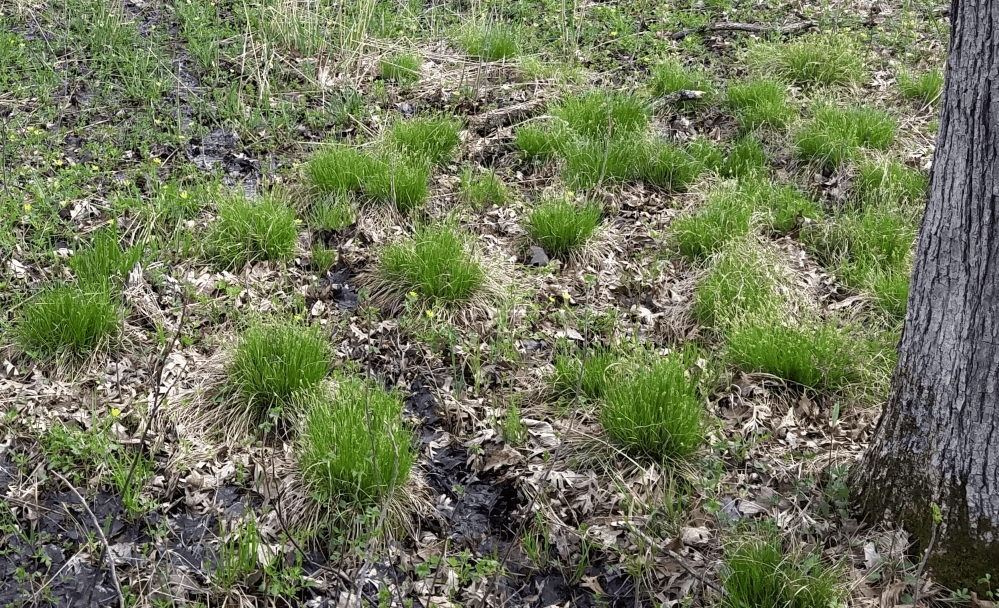 green-beige foliage