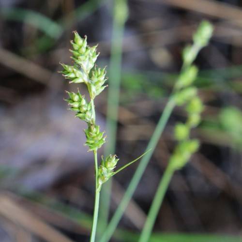 lime spikelets with lime foliage