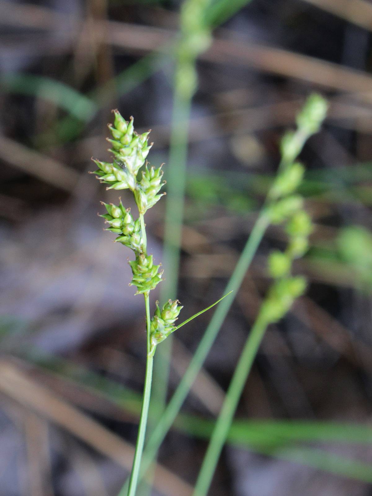 lime spikelets with lime foliage