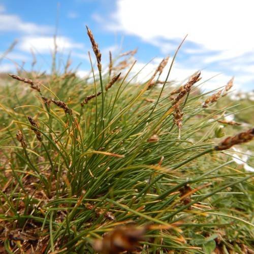Brown spikelets and green stem.
