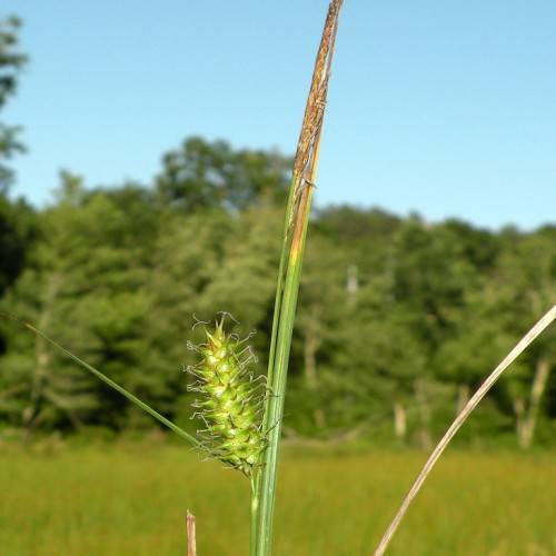 lime-green spikelets on green-brown stems