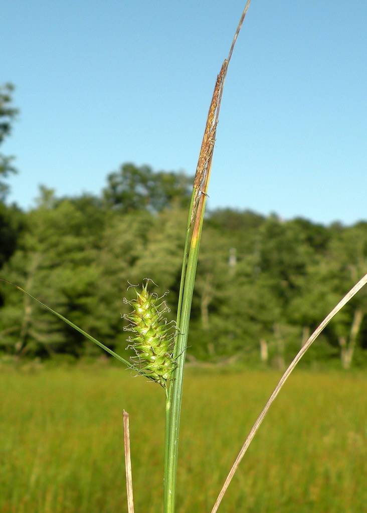 lime-green spikelets on green-brown stems