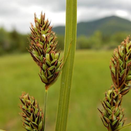 lime-brown spikelets with lime stems