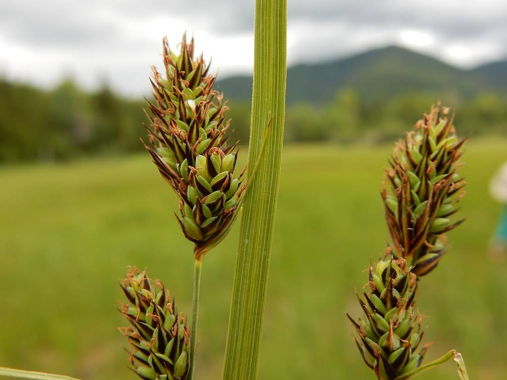 lime-brown spikelets with lime stems