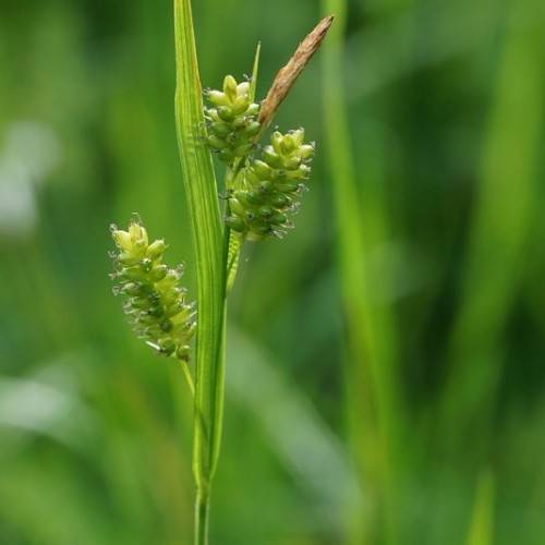 lime-green spikelets and foliage