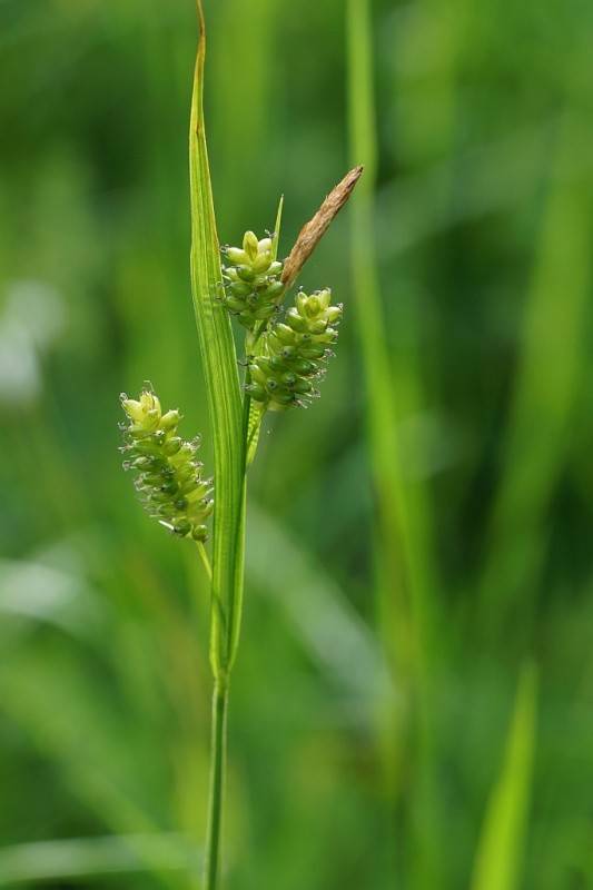 lime-green spikelets and foliage