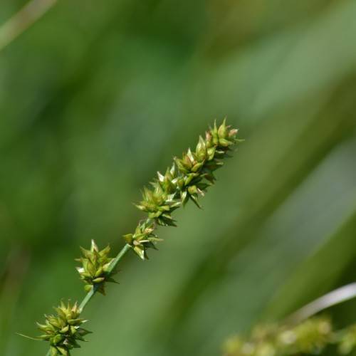 olive-lime spikelets with green stem