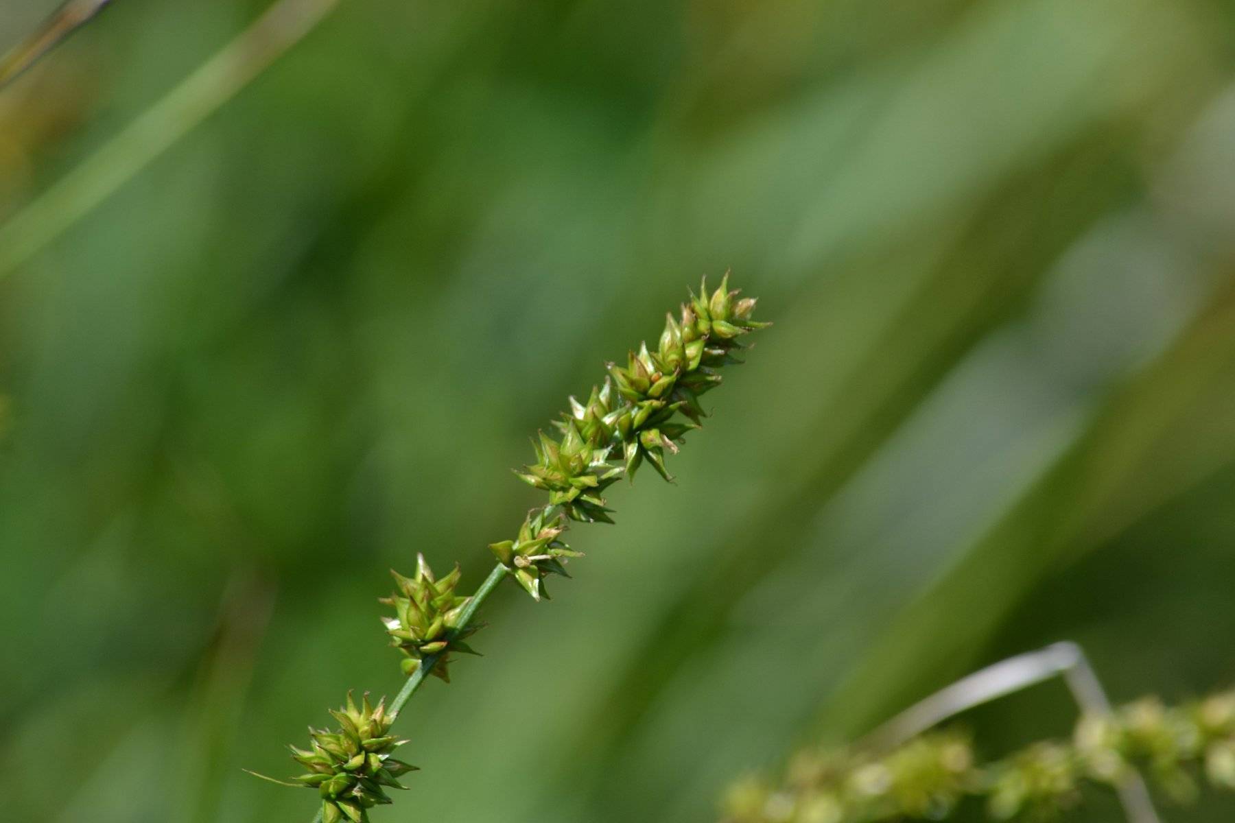 olive-lime spikelets with green stem