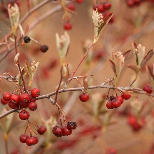 Red-gray stems with white-red flowers and pink-white stamens followed by red berries with pale-red-green leaves.