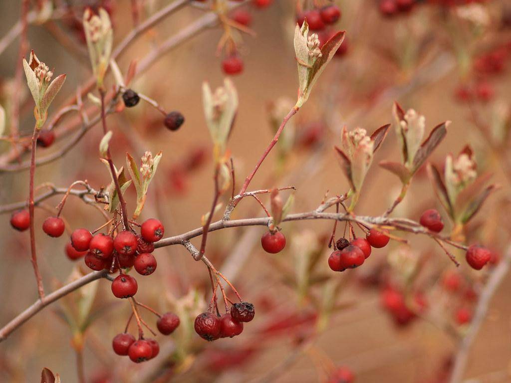 Red-gray stems with white-red flowers and pink-white stamens followed by red berries with pale-red-green leaves.